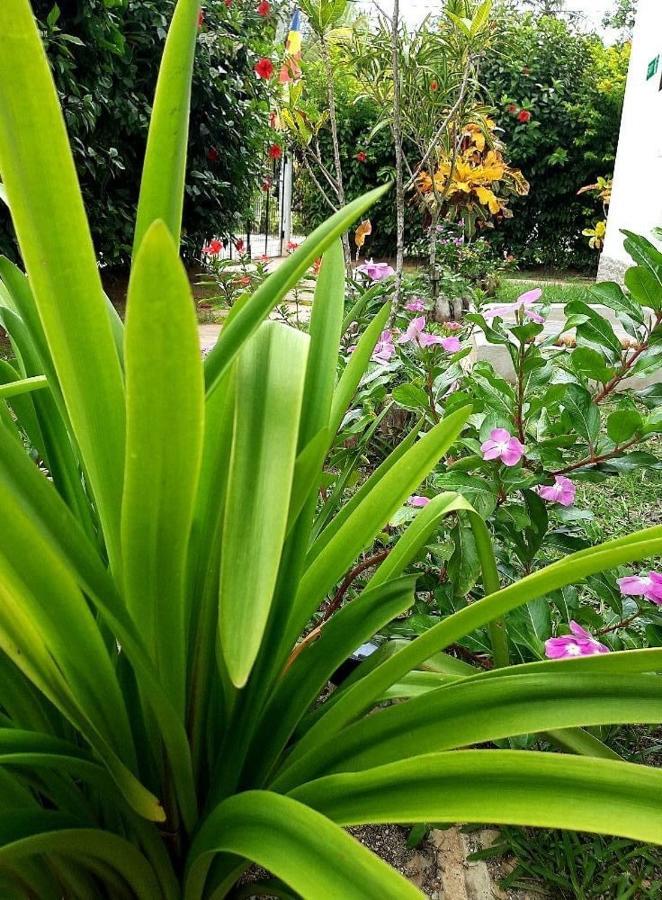 La Source Self Catering Hotell La Digue Eksteriør bilde